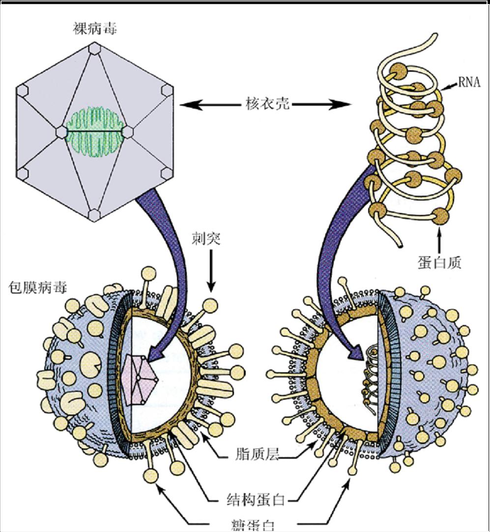 病毒