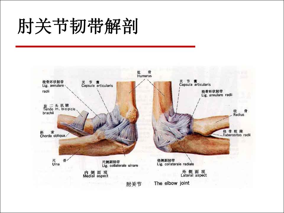 肘关节疼痛