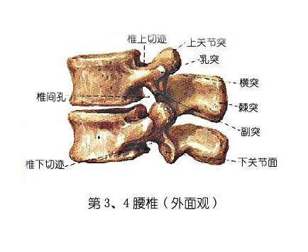 根
