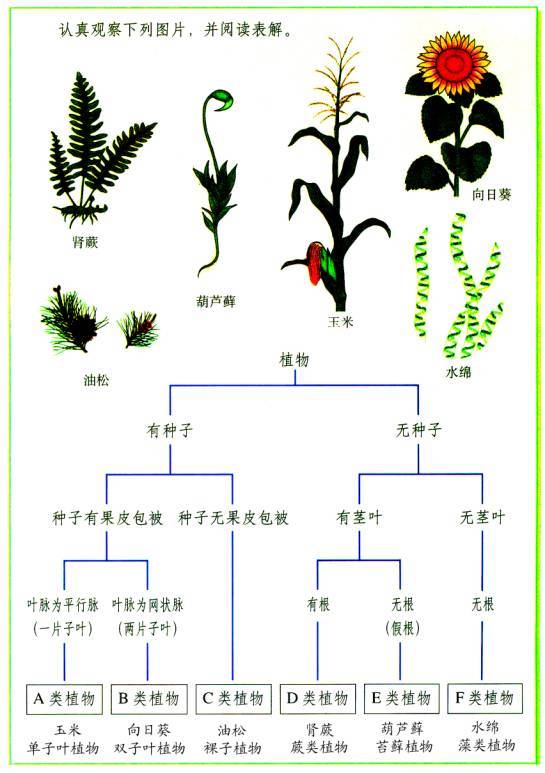 大陆