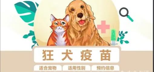 孕妇狂犬疫苗接种