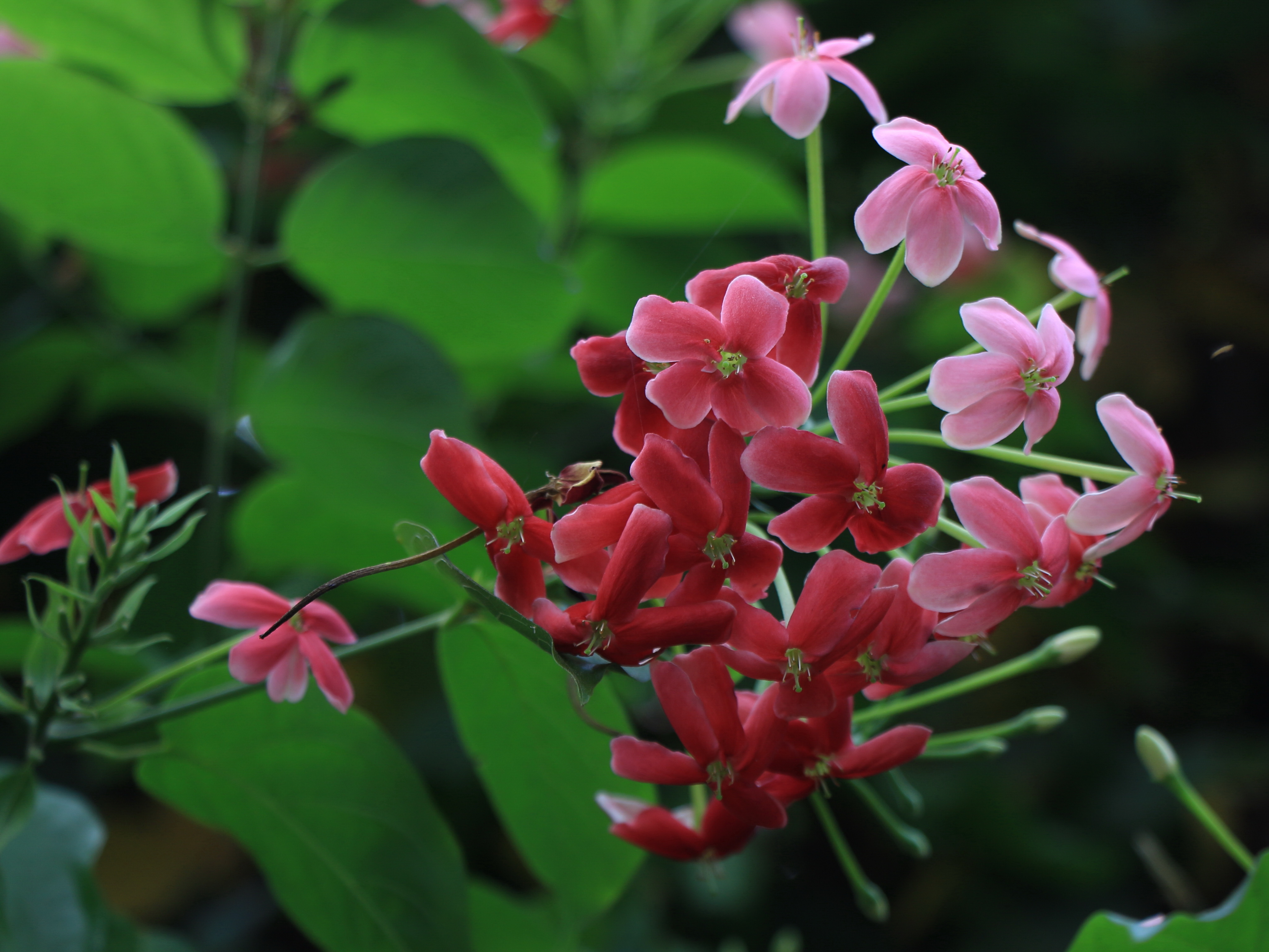 葱花
