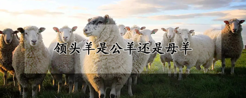 土超女篮