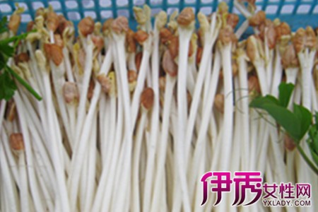 骨骼