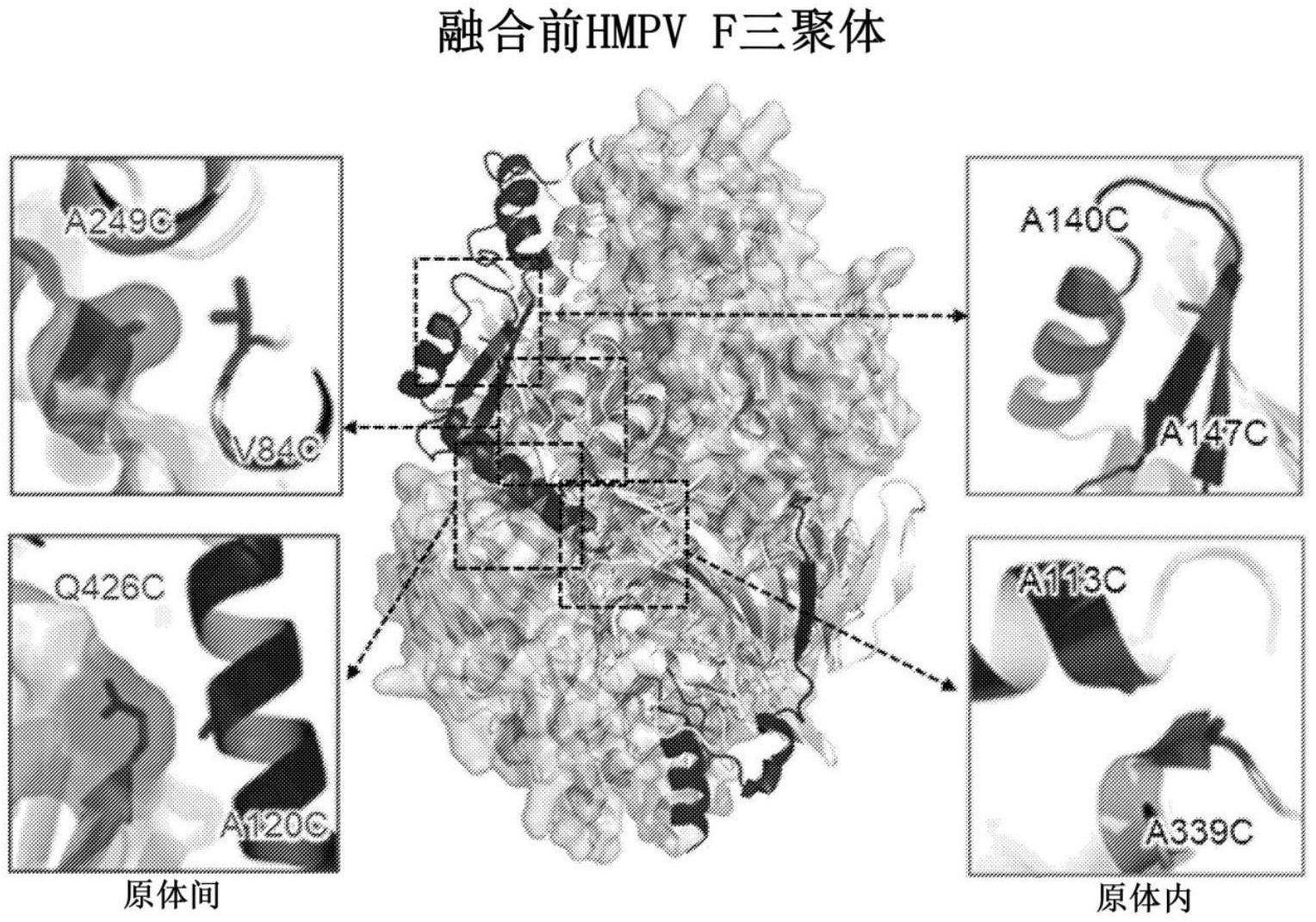 偏肺病毒