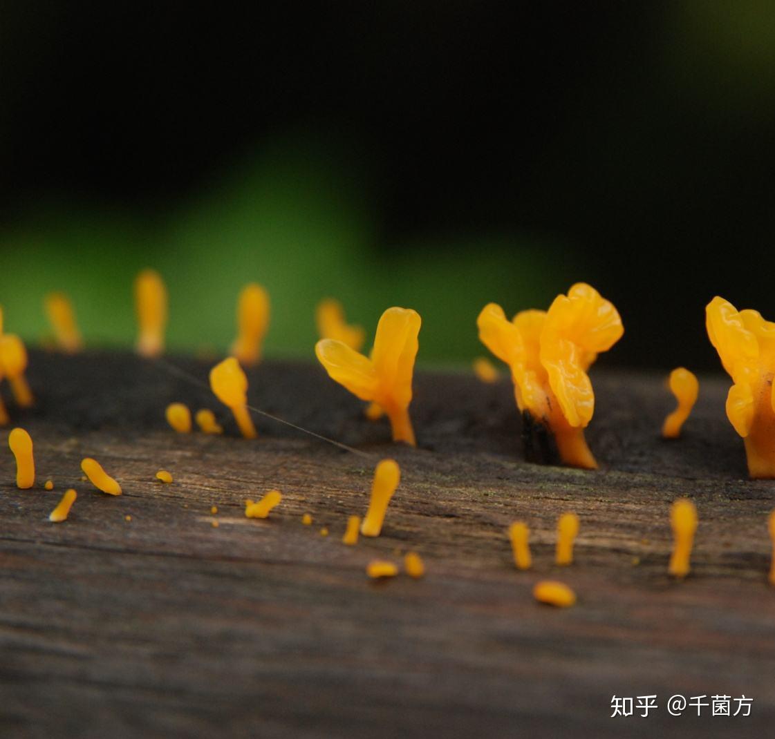 滋阴润肺的好物推荐